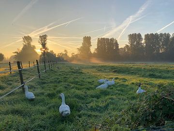 Zonsopkomst met ganzen by Marcel Ter Horst