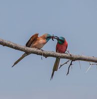 Sharing