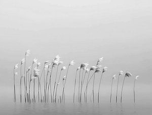 The Silence of the Reeds