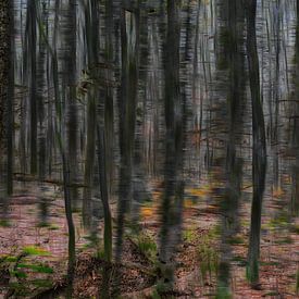 Märchenwald von Jeannet Zwols  Fotografie