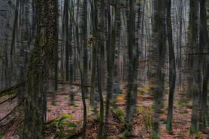 Forêt de conte de fées