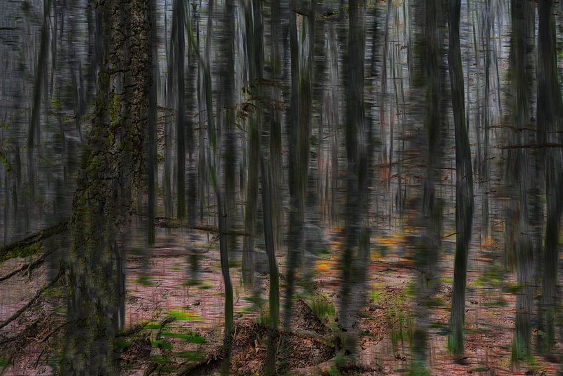 Fairytale forest by Jeannet Zwols  Fotografie