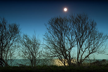 La lune au-dessus des arbres