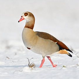 Egyptian Goose ( Alopochen aegyptiacus ) in winter, walking through snow, nice side view, wildlife, 