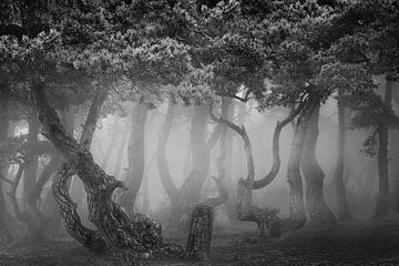 Der mystische Wald von Ben De Winter