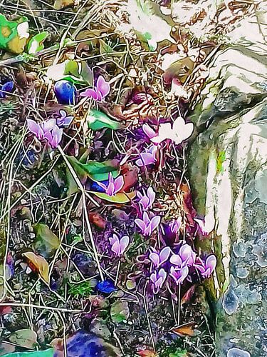 Cyclamen rose avec des demoiselles tombées au sol