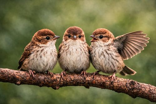 Rencontre sur la branche