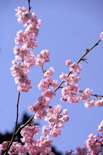 bloesems in het zonlicht van Robby's fotografie
