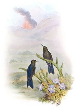 Southern Thorn-Bill, John Gould van Hummingbirds