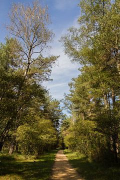 Forest air - nature photography to unwind by Qeimoy