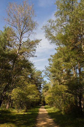 Forest air - nature photography to unwind