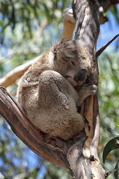 Koala (Phascolarctos cinereus)