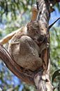 Koala (Phascolarctos cinereus) von Dirk Rüter Miniaturansicht