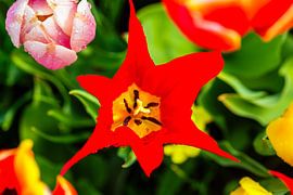 Chatouille de printemps 4