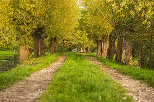 beau sentier de promenade à travers le polder dans la région de Krimpenerwaard