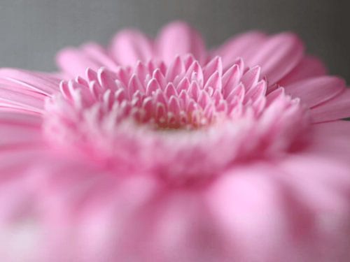 Romantic Pink | Eine verträumte Atmosphäre rund um die Gerbera. Das ergibt einen schönen Effekt.