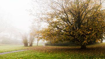 Warm autumn by Jan van der Knaap