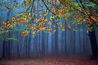 Fairytale Forest