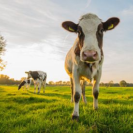 Curious Dutch cow in a meadow by Kaj Hendriks