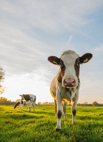 Nieuwsgierige Nederlandse koe in weiland van Kaj Hendriks