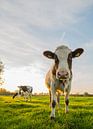 Nieuwsgierige Nederlandse koe in weiland van Kaj Hendriks thumbnail
