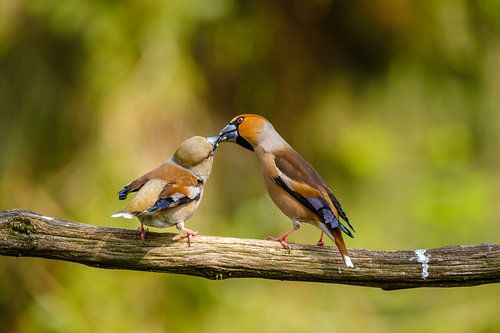 Verliefde appelvinkjes