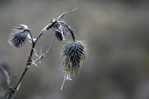 Verwelkte graue Distelblüten mit gelben Ähren vor unscharfem Hintergrund, Natur-Wabi-Sabi-Konzept, S