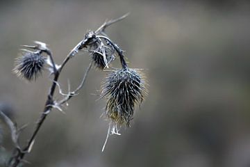 Verwelkte graue Distelblüten mit gelben Ähren vor unscharfem Hintergrund, Natur-Wabi-Sabi-Konzept, S von Maren Winter