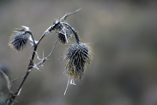Verwelkte graue Distelblüten mit gelben Ähren vor unscharfem Hintergrund, Natur-Wabi-Sabi-Konzept, S