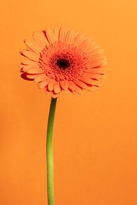 Nature morte Ton Sur Ton avec un gerbera
