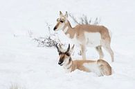 Gabelboecke ( Antilocapra americana ) / Gabelantilopen, Paar, Pärchen im Schnee, männlich und weibli van wunderbare Erde thumbnail