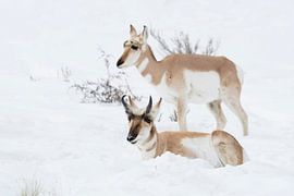 Pronghorns ( Antilocapra americana ), male and female in winter, lying, resting, standing next to ea by wunderbare Erde