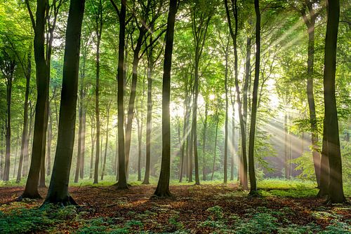 Zonnestralen van Luuk Belgers