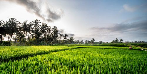 rijstvelden op Bali, Indonesië - 5