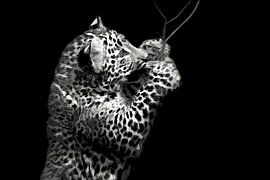 Panther cub with branch by Michar Peppenster