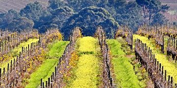 ein herbstfarbenes Weinfeld in den Cape Winelands