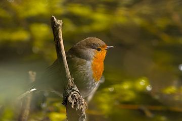 Redbreast Robin by Kristof Lauwers