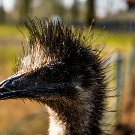 Ein schöner Emu mit schönem Licht im Hintergrund. von Bram van Egmond