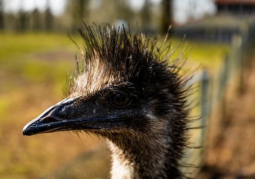 Een mooie emoe met mooi licht op de achtergrond. van Bram van Egmond