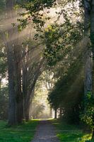 Solar harps in the forest