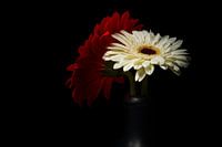 Two flowers in a black vase