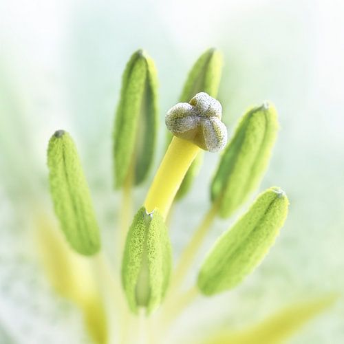 Groen