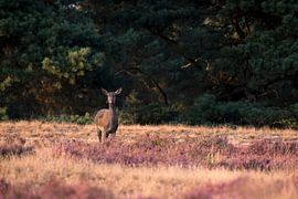 Deer in flowering heather. by Francis Dost