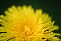 Gele paardenbloem