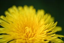 Gelber Löwenzahn von NatureBliss