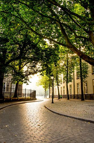 Toit de feuilles au-dessus de la Cingelstraat à Breda