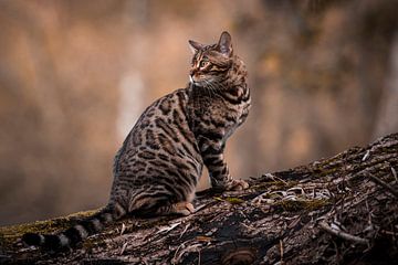 Bengaalse kat van Walter Roost