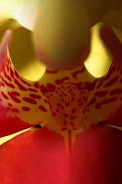Orchidee van Usiena Alles
