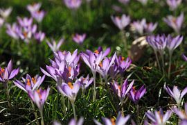 Fleur de crocus sur Thomas Jäger