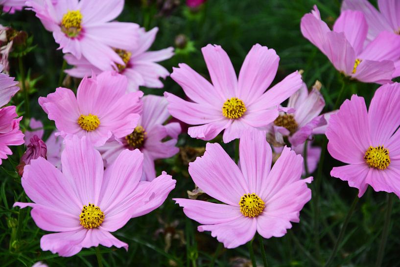 Lila bloemen van Gerrit Neuteboom